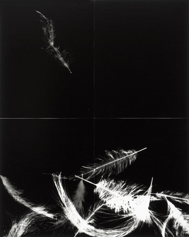 Éliane Excoffier Photogrammes (plumes)